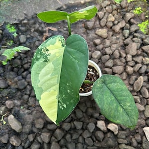 May include: A variegated Philodendron plant in a white pot featuring heart-shaped leaves with distinct patterns of dark green and creamy yellow sectors. The plant has three visible leaves, with one large leaf showing a prominent half-moon variegation.
