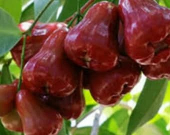 接ぎ木された赤いシンカロウォーターアップルの実生果樹、早く実をつける Syzygium samarangense