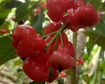 甘い果実をつける接ぎ木ボタンウォーターアップル（Syzygium samarangense）の苗木
