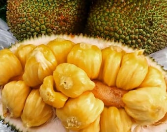 Grafted Jackfruit Cempedak Durian Seedling Tropical Fruit Plant with strong aroma