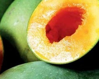 接ぎ木マンゴー・アボカド苗木、生きた果樹、早く実をつける接ぎ木植物
