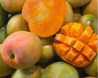 Veredelte Gedong Gincu Mangobaum tropische, schnell fruchtende Gartenpflanze