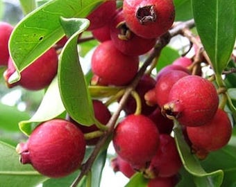 接ぎ木ストロベリーグアバ苗木　早く実をつける熱帯グアバの植物　家庭菜園の木