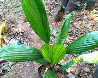 リクアラ・グランディス・ファンパーム（Licuala Grandis Fan Palm）の生きた植物、珍しい屋内屋外用ヤシ