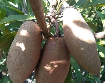 Grafted Sapodilla Cucumber Seedlings Live Sweet Tree Plants