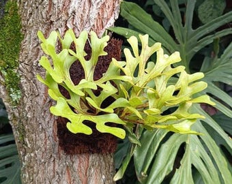 プラティケリウム・リドレイ（Platycerium Ridleyi）シカツノシダ、エキゾチックなコレクター植物、温室栽培、ハウスプラティケリウム