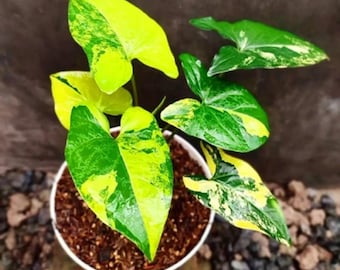 黄色斑入りシンゴニウム、珍しい斑入りアローヘッドプラント、熱帯の室内観賞植物