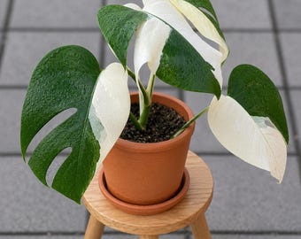 モンステラ斑入りハーフムーン観葉植物、珍しい熱帯観葉植物、緑色の斑入り