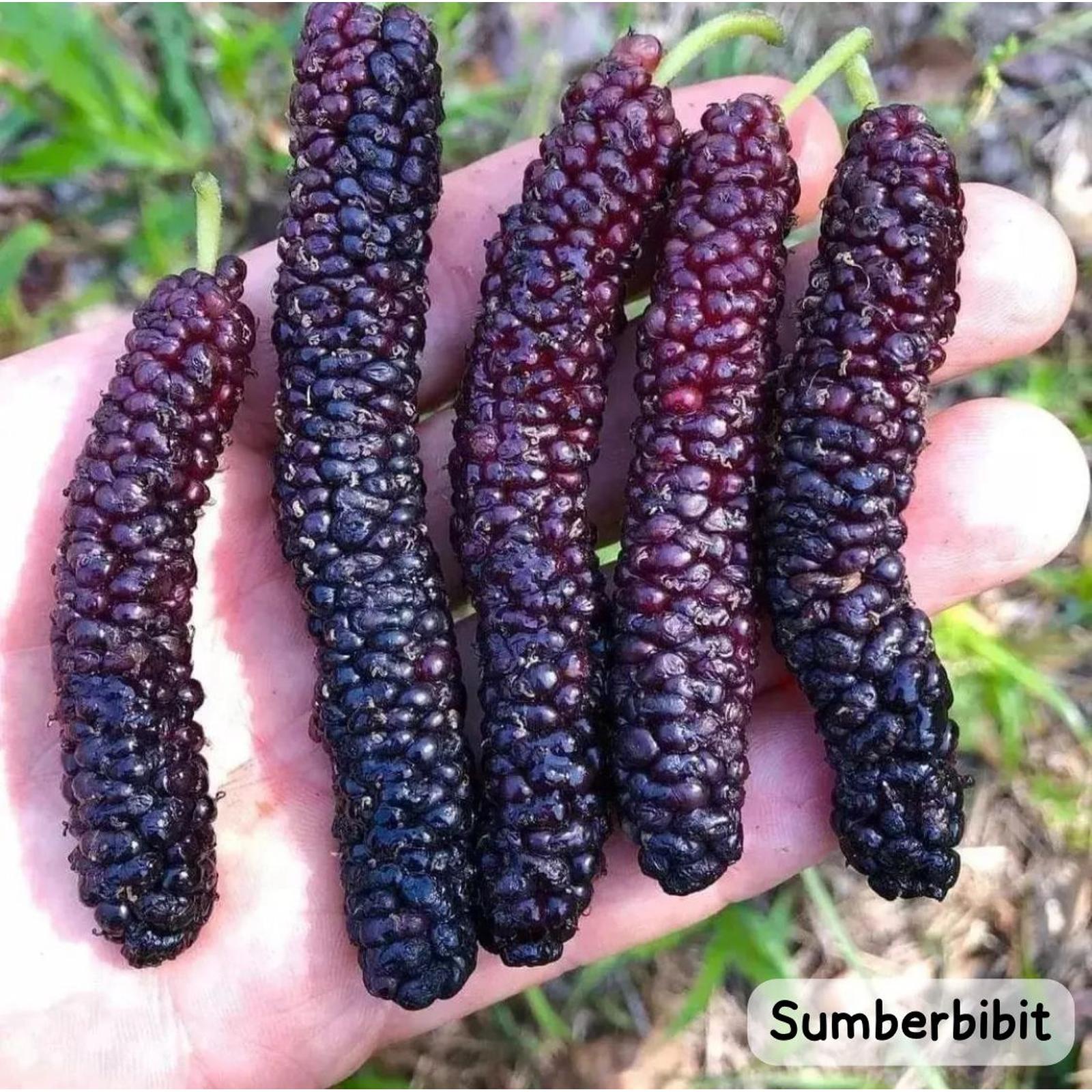 Pakistan mulberry tree - Etsy 日本