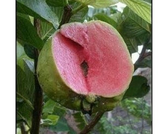 接ぎ木された赤いパンノキグアバの苗木（希少種 Psidium Guajava）家庭菜園の果樹