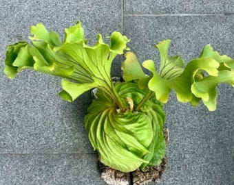 プラティケリウム・リドレイ「モンキーキング」生きた植物、エキゾチックな熱帯観葉植物、コレクター向け植物