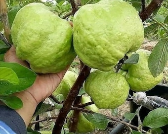 接ぎ木された生きたレッドクリスタルグアバ、エキゾチックな熱帯果樹、家庭菜園用植物