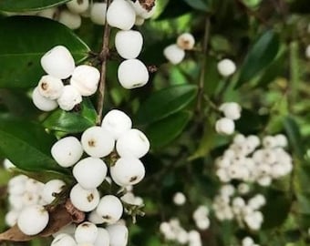 ナシ（Syzygium samarangense）の苗木、希少な熱帯果樹から接ぎ木されたもの、生きた植物