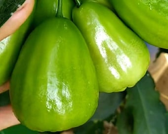 珍しい接ぎ木グリーンシンカロウォーターアップル苗木　家庭菜園用熱帯果樹