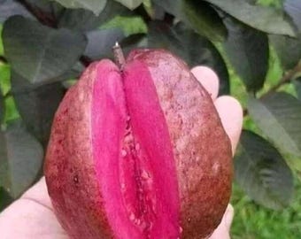 Australian Guava Tree, a Live Grafted Plant for the Garden