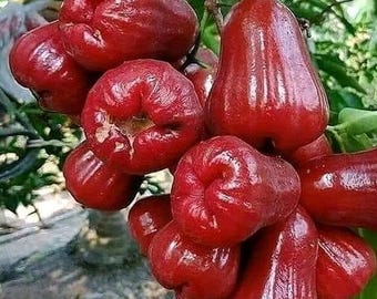 Planta viva injertada de Jambu Air Citra / Plántula de manzano acuático