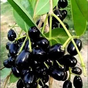 Grafted Java Plum Tree – Black Juwet Seedling, Tropical Fruit Plant
