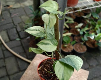 観葉植物 スキンダプサス・ルビコン・バリエガタ（コレクター向け植物）