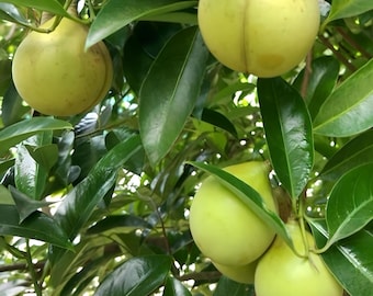 接ぎ木されたナツメグの苗木（家庭菜園用）