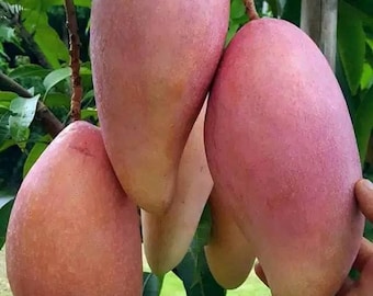 接ぎ木された赤アイボリーマンゴーの木、生きた植物、早く実をつける屋外園芸植物