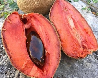 Grafted Jumbo Mexican Sapodilla Seeds, suitable for home gardens