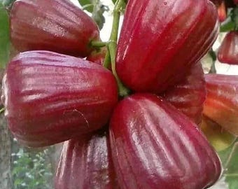 ダルハリ・ウォーターアップルの実生苗（フトモモ科のSyzygium samarangense果樹から接ぎ木）、希少な早生植物