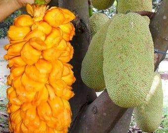珍しいチェンペダックジャックフルーツの苗木、甘く香りの良い果実の植物
