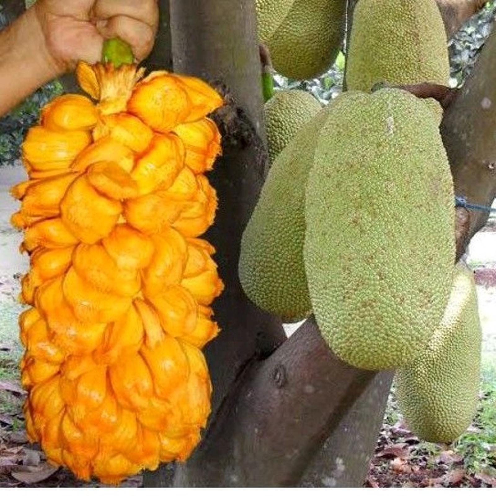 Cempedak Plant - Etsy Canada