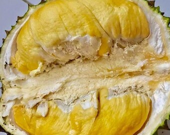 熱帯バウォルドリアンの生きた苗木 – 庭用の接ぎ木果樹苗