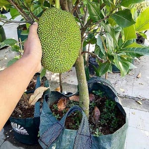 May include: A green jackfruit, held by a hand, attached to a tree with large green leaves. The jackfruit has a textured surface. The tree is planted in a dark green bag.