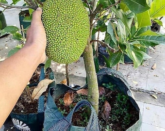 ミニジャックフルーツ接ぎ木苗木　家庭菜園用コンパクト甘味果樹