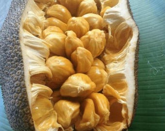 Cempedak King Jackfruit Grafted Seedling – Easy Grow Exotic Fruit Plant