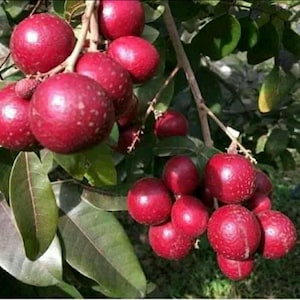May include: A close-up shot of a cluster of ripe, red longan fruit on a tree branch. The fruit has a textured surface and is surrounded by green leaves. The image highlights the natural beauty of the fruit.