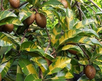 Grafted Variegated sapodillaTree Seedling Rare Tropical Fruit Plant for Garden