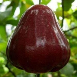 Può includere: Primo piano di un frutto di melarosa maturo, rosso scuro, appeso a un ramo di un albero. Il frutto ha una buccia liscia e lucida e una forma a pera. Sullo sfondo sono visibili foglie verdi, che creano un ambiente naturale.
