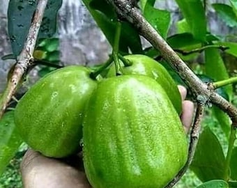 接ぎ木されたキオジョク・ウォーターアップルの苗木、Syzygium samarangense 甘い熱帯果樹