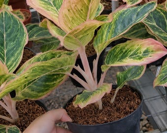 アグラオネマ・ジャヴ（観葉植物）、珍しい中国原産の常緑樹、熱帯の室内植物