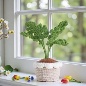 Puede incluir: Una planta de ganchillo con hojas verdes y una maceta beige con un borde festoneado blanco. La planta está en un alféizar con flores y una ventana al fondo. La maceta está llena de material marrón.