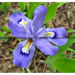 May include: A close-up of a Dwarf Crested Iris flower. The flower has six petals in shades of purple, with white and yellow accents. The text "3 Dwarf Crested Iris Bare Root Iris Cristata Wildflower" is visible.