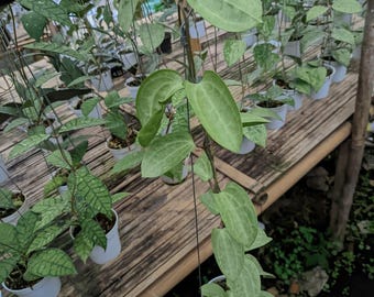 Hoya Latifolia ‘Fillea’ – Rare Tropical Wax Plant