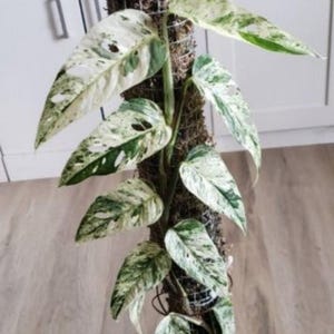 Cebu Blue Variegated - Etsy