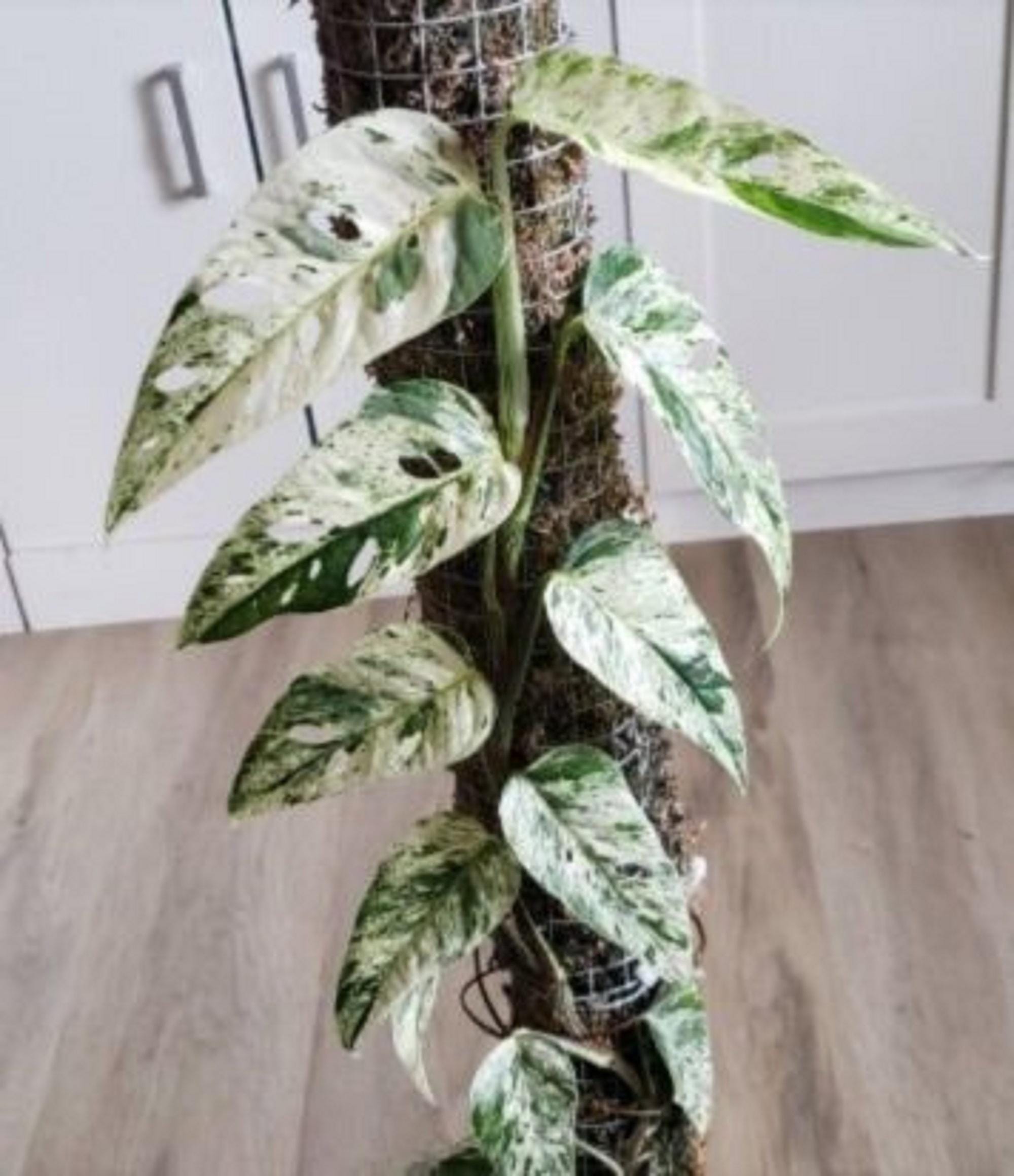 Cebu blue epipremnum - Etsy 日本