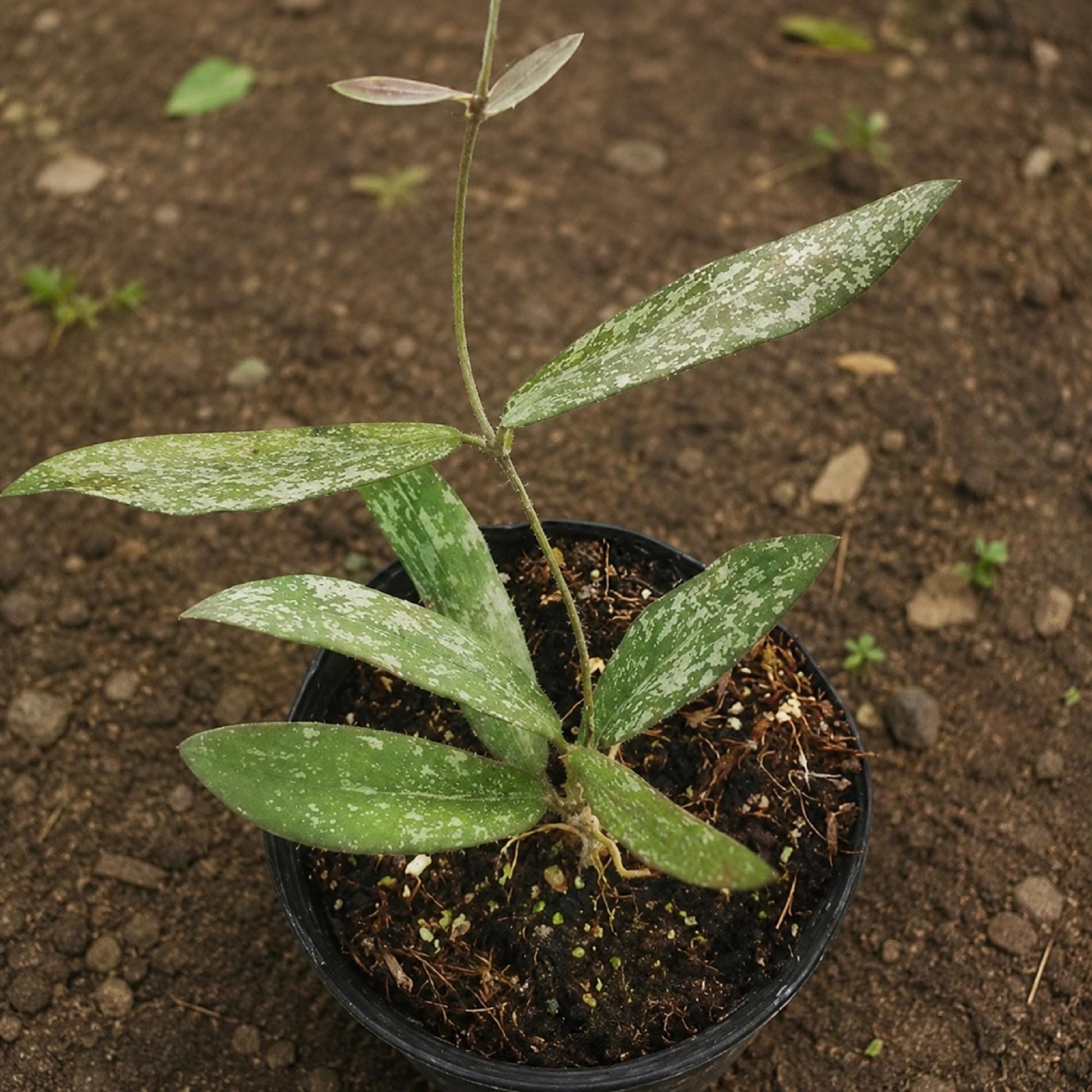 Hoya sigillatis - Etsy 日本