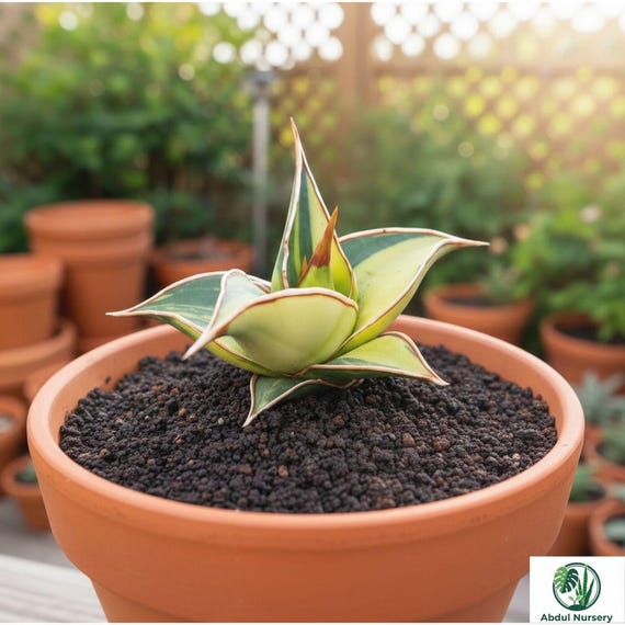 Variegated Sansevieria Pinguicula Rare Succulent Snake Plant Grow