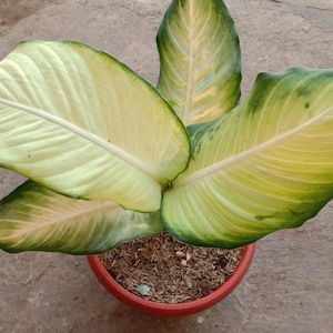 May include: A potted Dieffenbachia plant with large, variegated leaves. The leaves are primarily light green with creamy yellow centers and dark green edges. The plant sits in a terracotta-colored pot filled with soil and mulch.