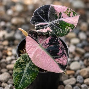 May include: A potted Alocasia plant featuring heart-shaped leaves with a variegated pattern of deep black, dark green, and vibrant pink patches. The plant has a prominent central leaf with a large pink section and a smaller green leaf below.