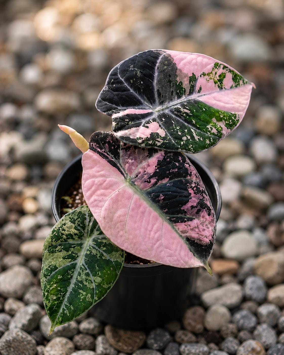 Alocasia black velvet pink variegated - Etsy 日本