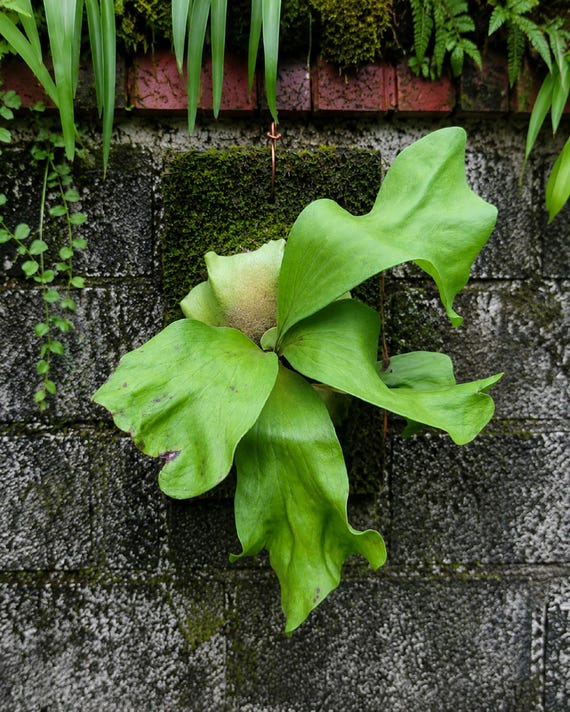 Buy Platycerium Hilli Dragon Plant Rare Staghorn Fern Exotic Fern
