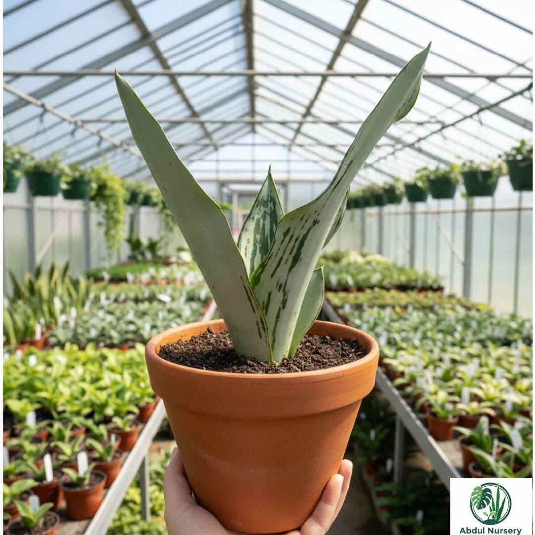Silver Python Plant Sansevieria Trifasciata Brazilian Moonshine – Silver Snake Plant Low ...