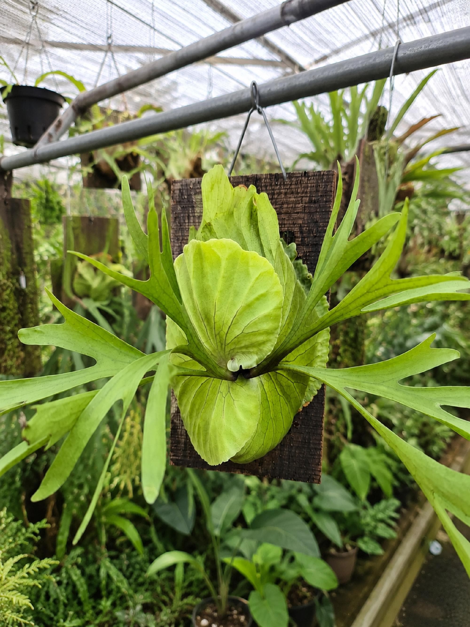 Platycerium Kitshakood - Hybrid For Sale Kokodama Happy Kitsha